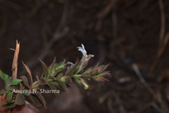 Lepidagathis cuspidata